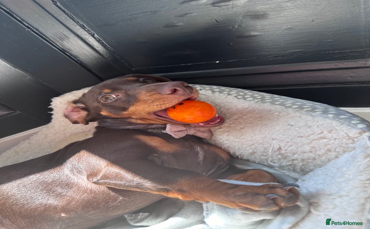 Miniature Dachshund dogs 7 miniature dachshunds for sale  - Advert 5