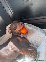 Miniature Dachshund dogs 7 miniature dachshunds for sale - Advert 4