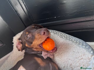 Miniature Dachshund dogs 7 miniature dachshunds for sale - Advert 10