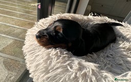 Miniature Dachshund dogs for sale: Beautiful litter of long haired mini dachshunds  - Image 12