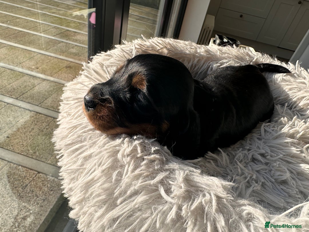 Miniature Dachshund dogs for sale: Beautiful litter of long haired mini dachshunds  - Image 12