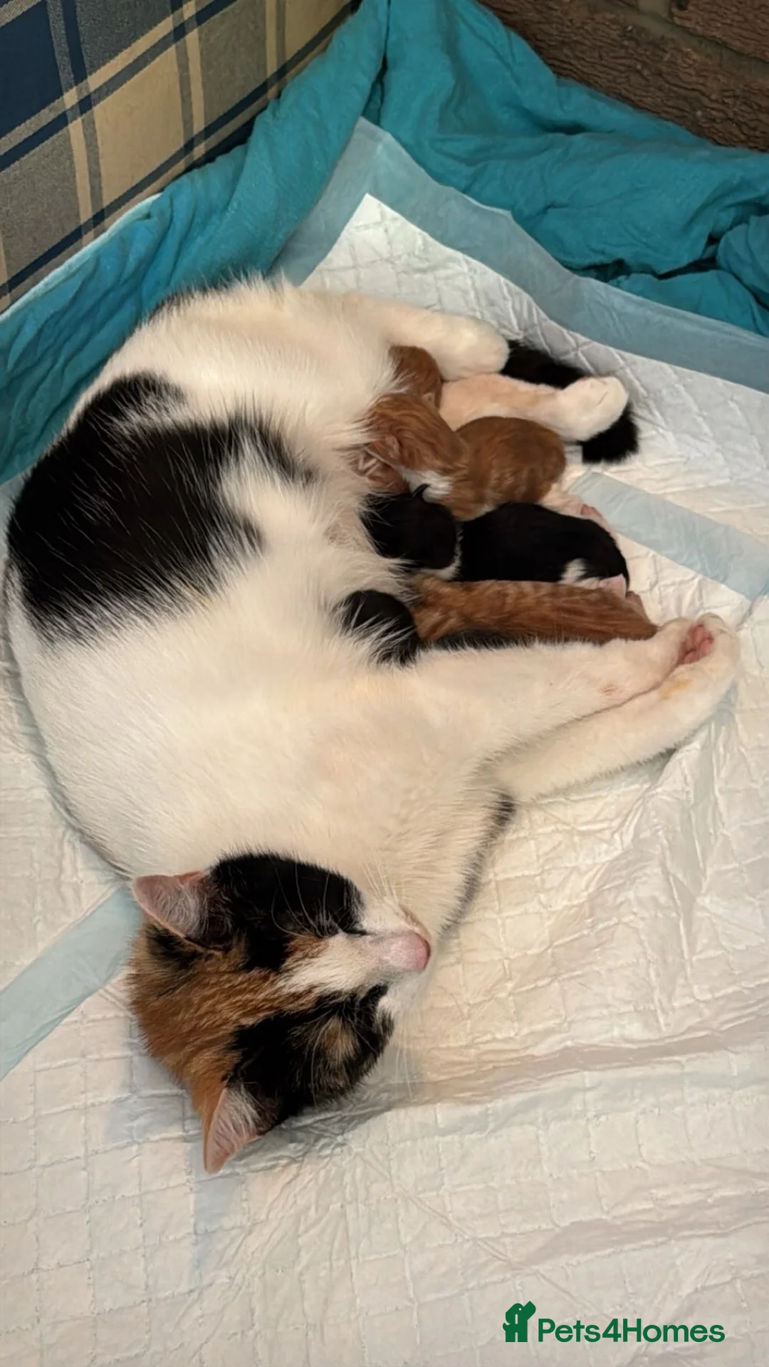 Mixed Breed cats for sale: Gorgeous kittens for perfect home  - Advert 2