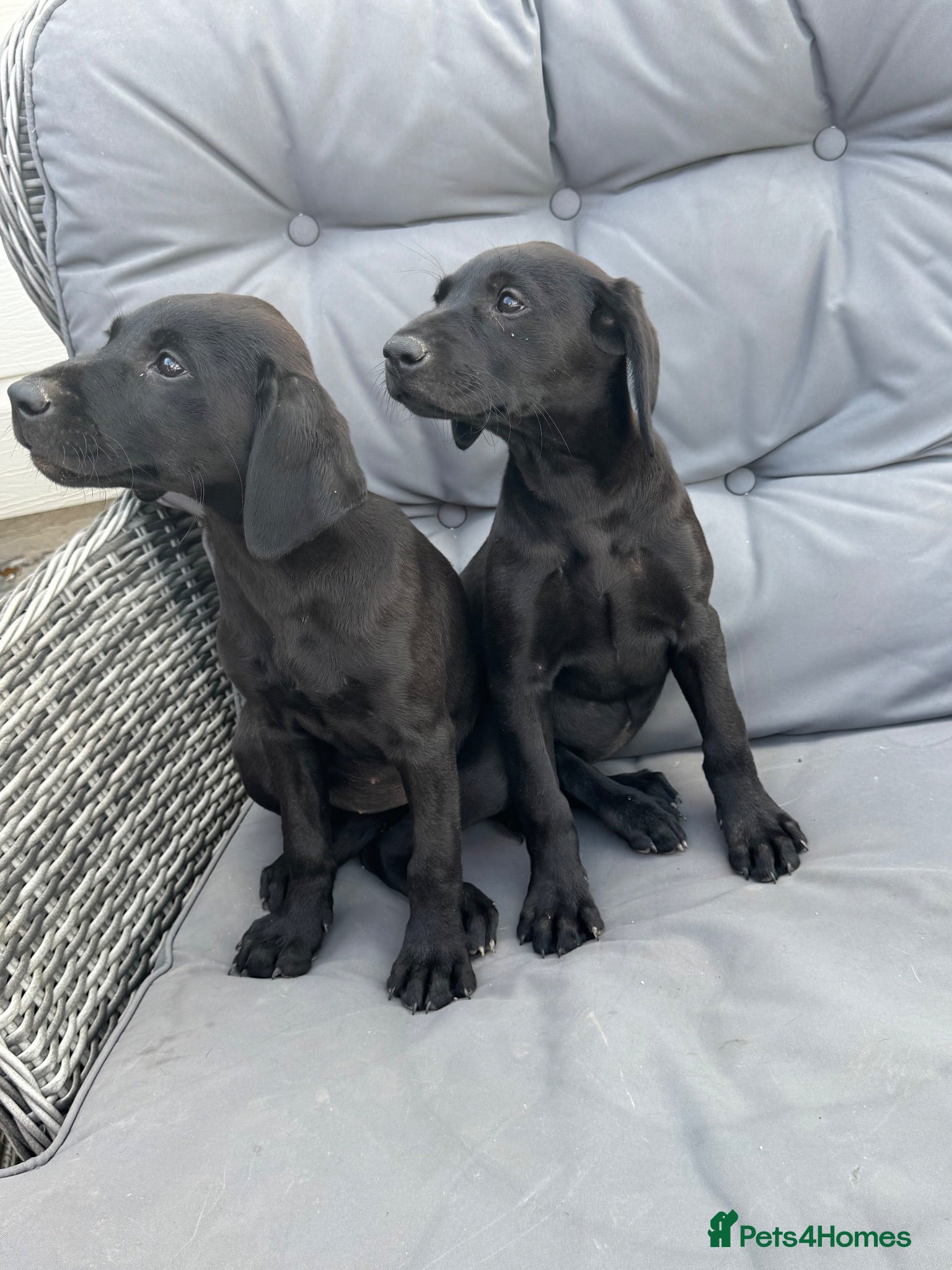 Labrador Retriever dogs  Labrador puppies  - Advert 10