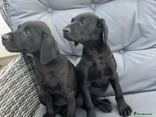 Labrador Retriever dogs Labrador puppies - Advert 10