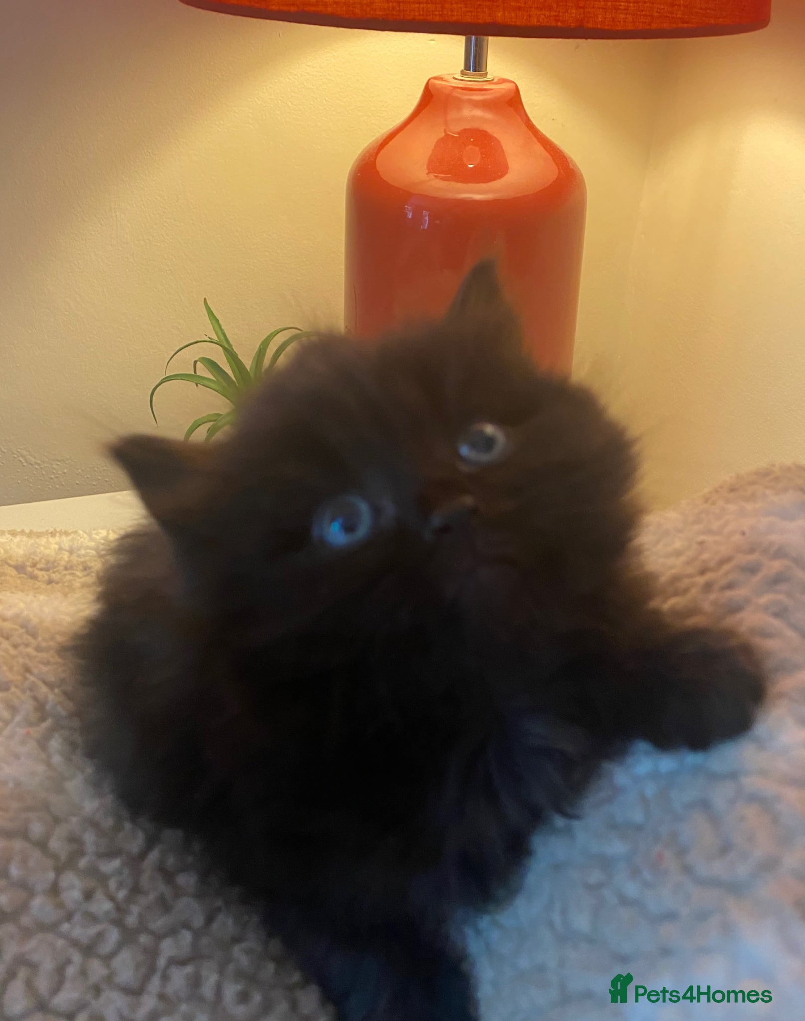 Mixed Breed cats Cute Fluffy Kittens  - Advert 3