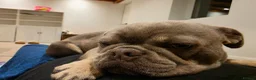 Frug dogs for sale: Blue Bella - Advert 10