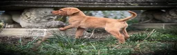 Goldador dogs for sale: Beautiful Red Goldador KC Reg Parents - Advert 13