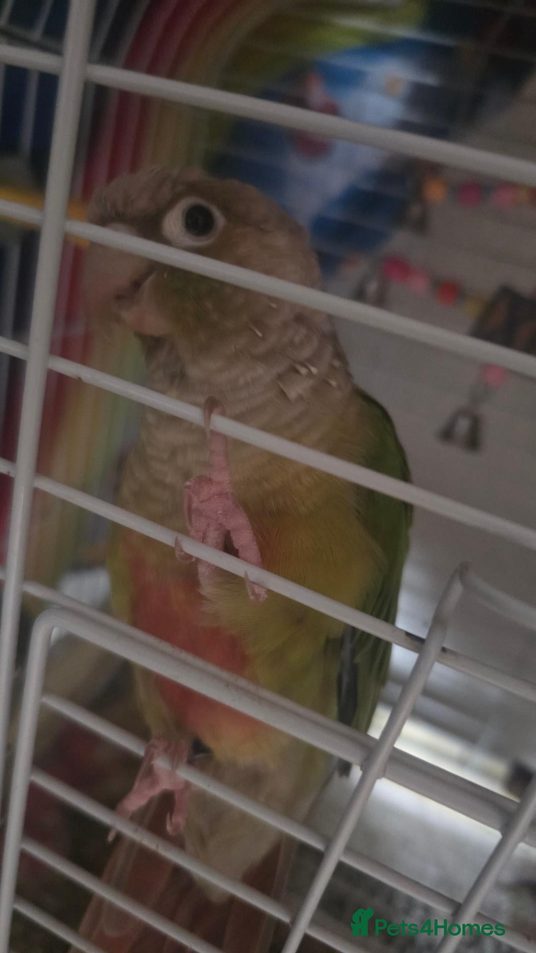 Conures birds Female conure for adoption - Advert 2
