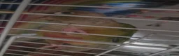 Conures birds for sale: Female conure for adoption in North Shields - Advert 1