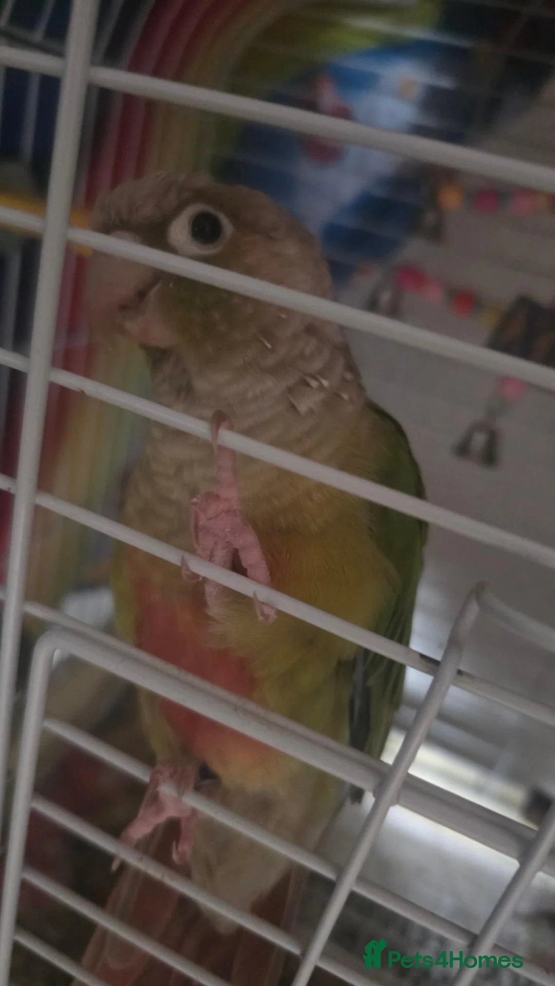 Conures birds for sale: Female conure for adoption in North Shields - Advert 1