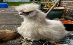 Chickens poultry for sale: USA Silkie Male - Image 2