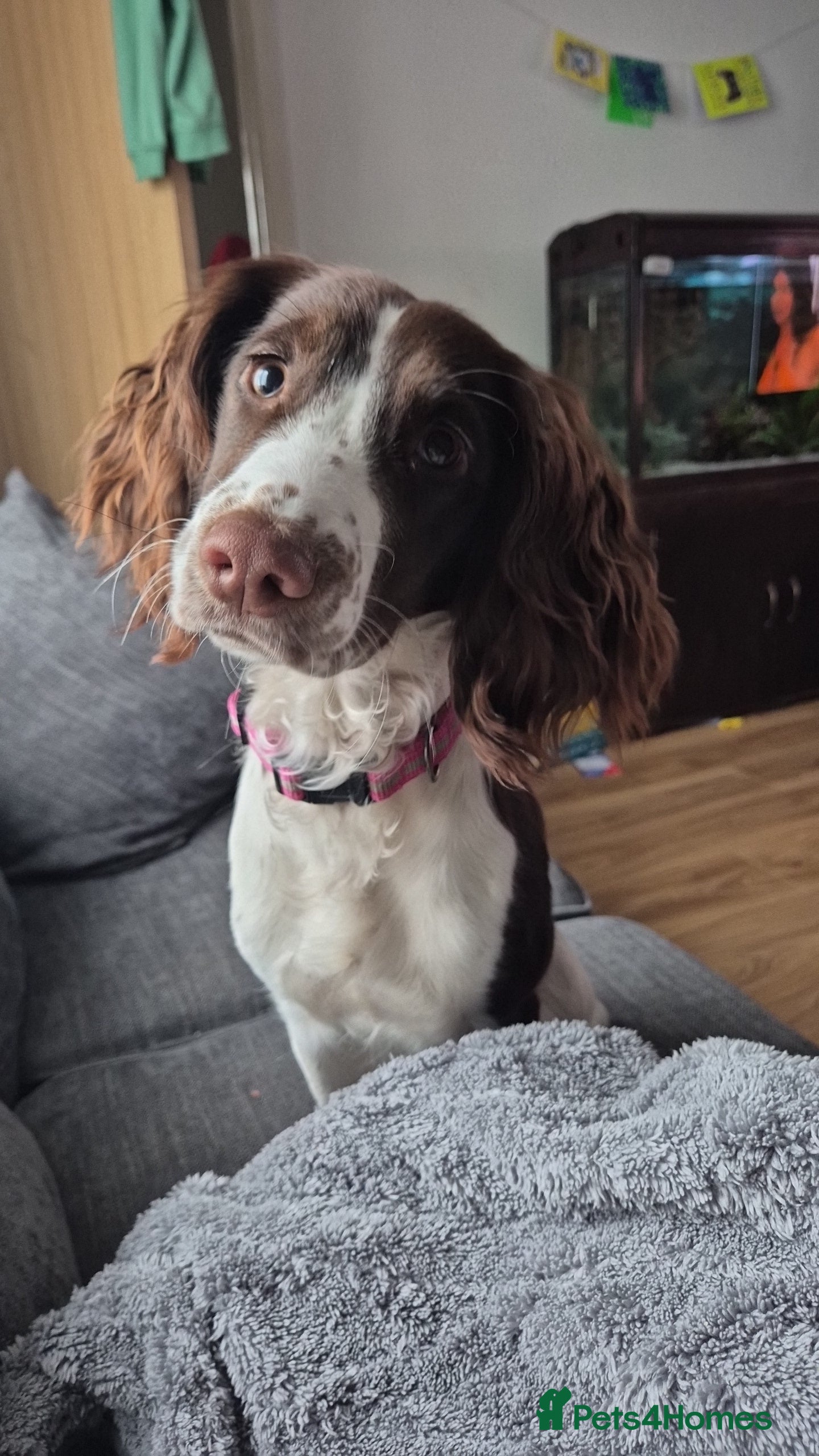 Sprocker dogs 9month Sprocker pup - Advert 12