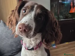 Sprocker dogs 9month Sprocker pup - Advert 12