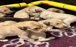 Saluki dogs for sale: Beautiful Saluki (new updated photos)  - Image 9