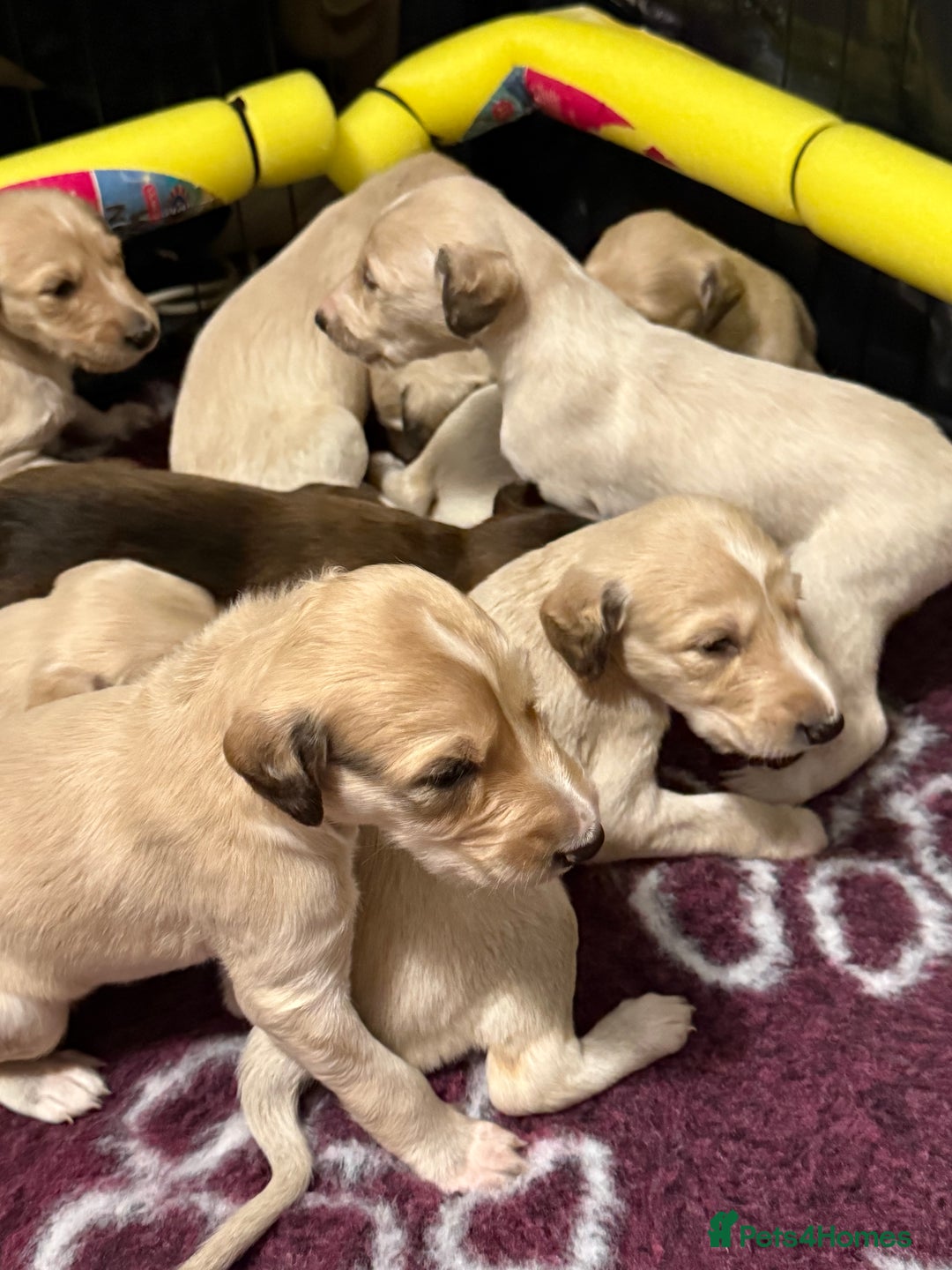 Saluki dogs for sale: Beautiful Saluki (new updated photos)  - Image 9