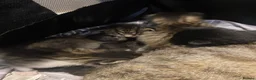 Mixed Breed cats for sale: 5 Gorgeous Bengal mixed kittens  - Advert 3