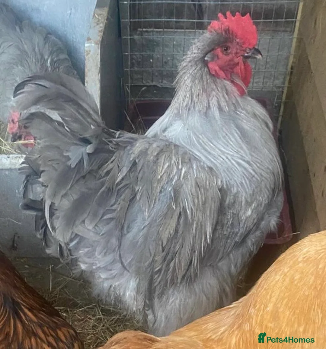 Chickens poultry for sale: Chickens and chicks read description - Advert 6