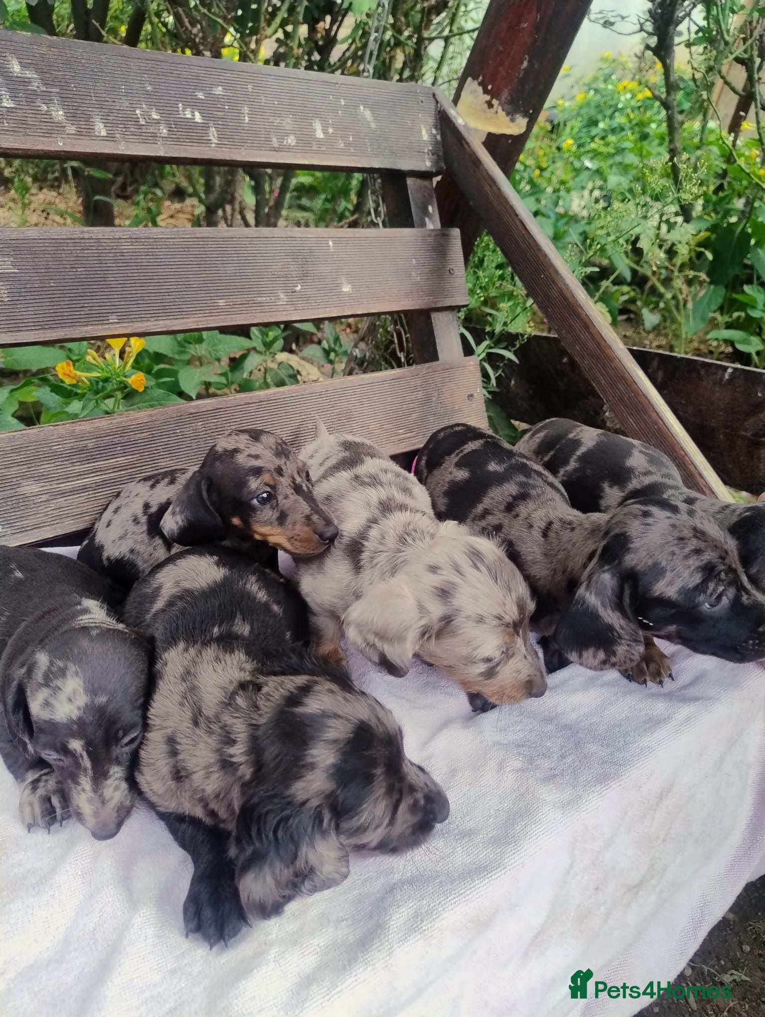 Dachshund dogs Pure joy looking for new homes  - Advert 2
