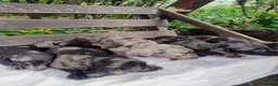 Dachshund dogs for sale: Pure joy looking for new homes  in Benfleet - Advert 1