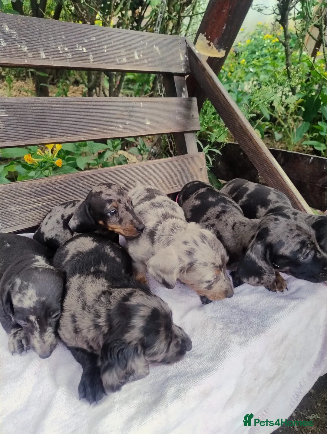 Dachshund dogs for sale: Pure joy looking for new homes  in Benfleet - Advert 1