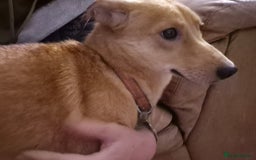 Mixed Breed dogs for adoption: 💖🐶 LESSY 🐶💖 - Image 9
