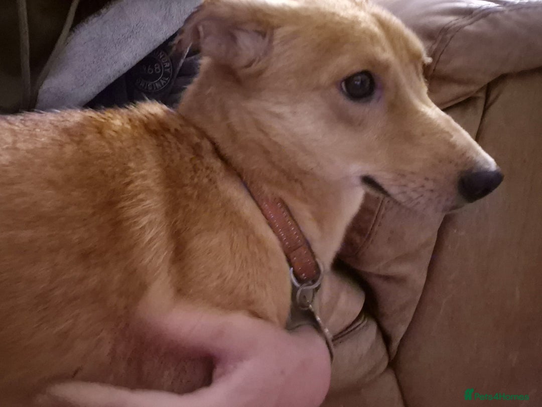 Mixed Breed dogs for adoption: 💖🐶 LESSY 🐶💖 - Image 9