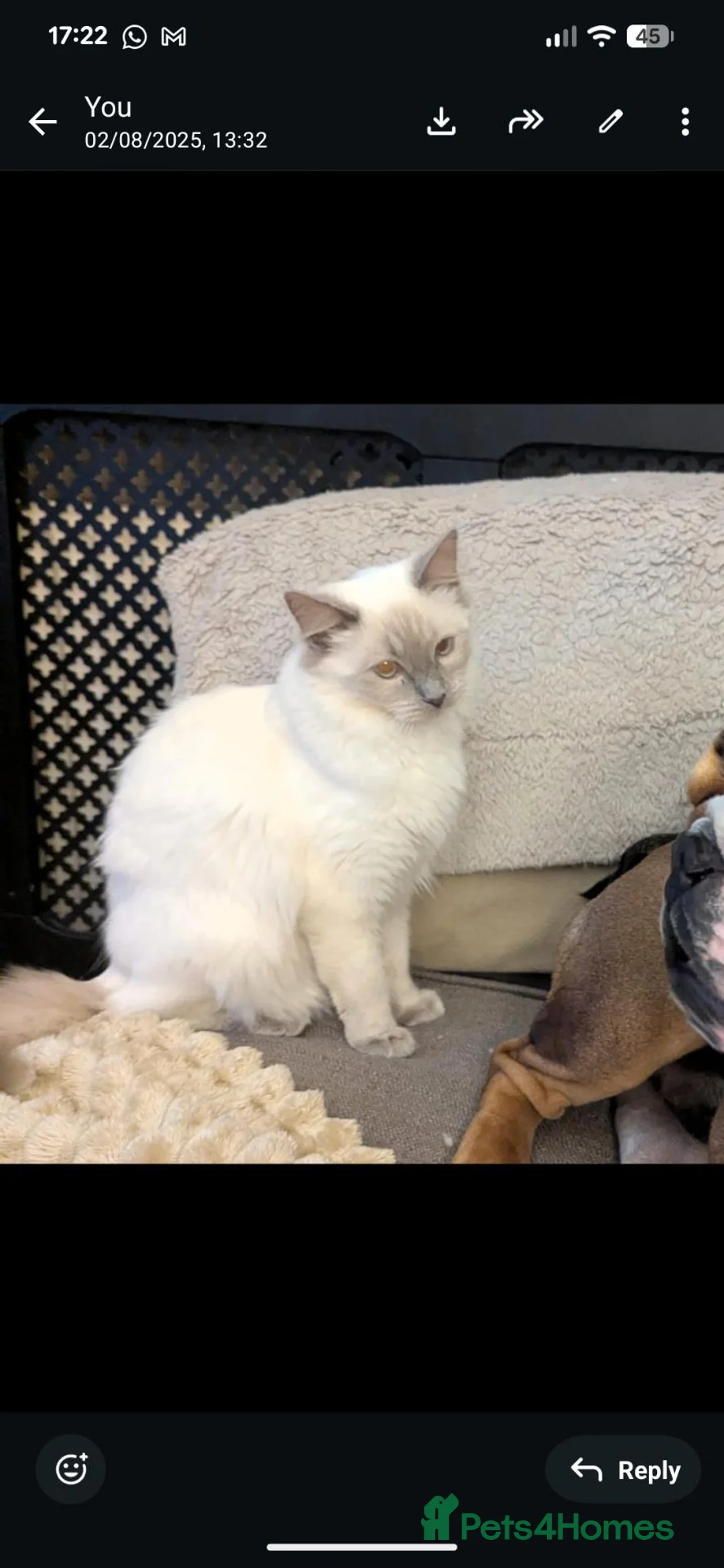 Ragdoll cats for sale: Beautiful kittens  - Advert 1