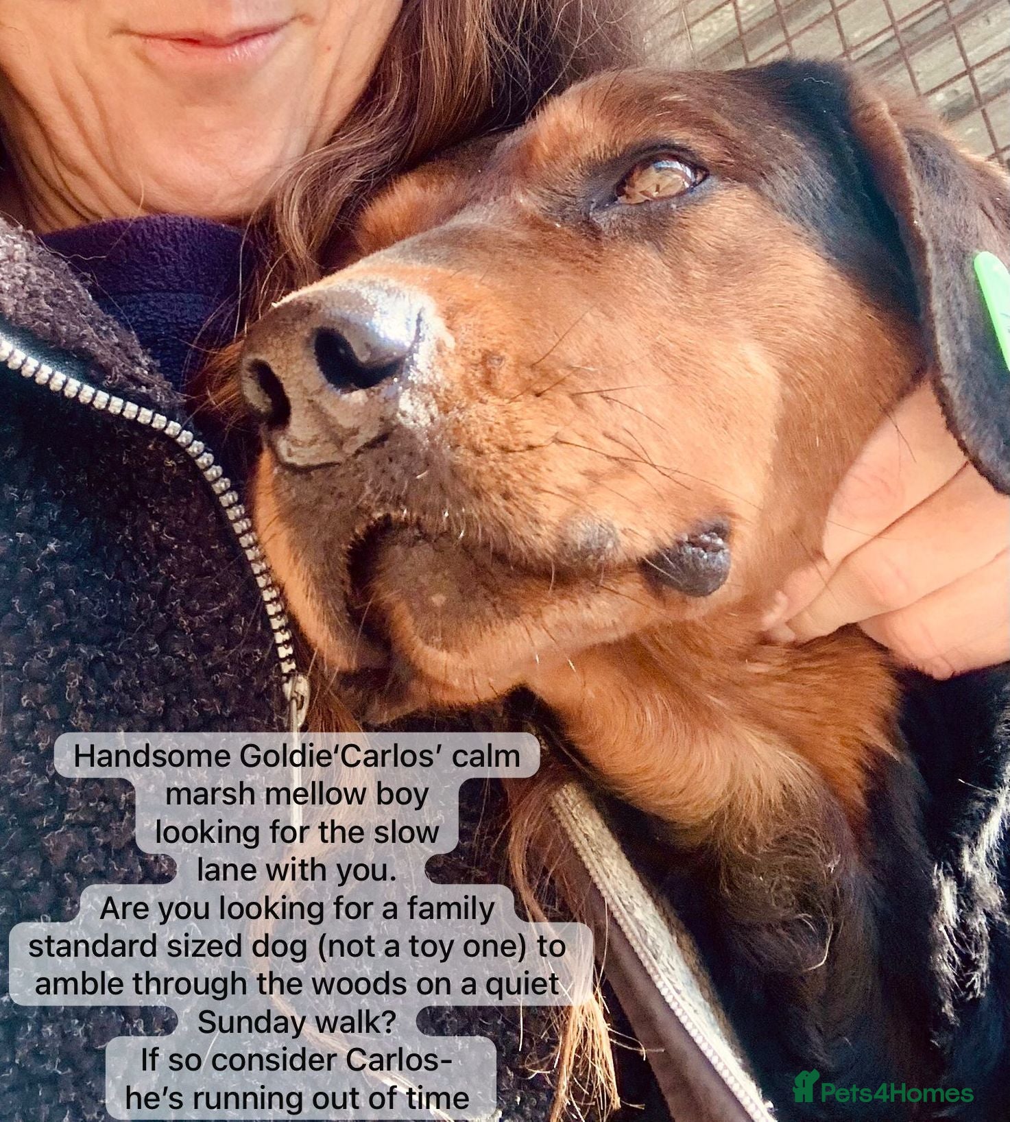 Mixed Breed dogs Carlos, 7-8 years old. Available for adoption. - Advert 17