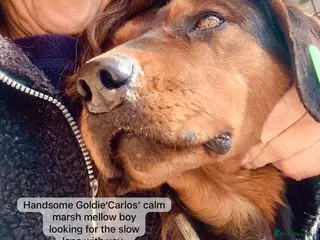 Mixed Breed dogs Carlos, 7-8 years old. Available for adoption. - Advert 17