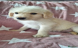 Labradoodle dogs for sale: BEAUTIFUL LABRADOODLE PUPPIES *LAST ONE* * - Image 10
