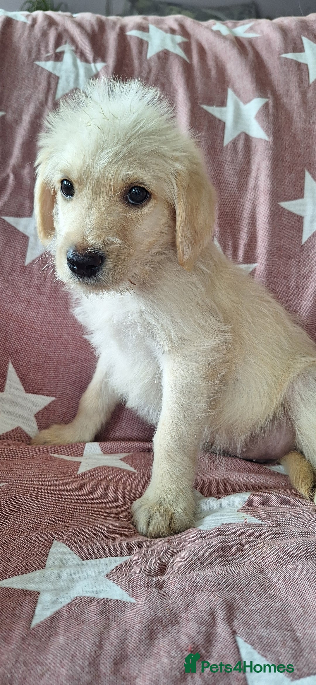 Labradoodle dogs for sale: BEAUTIFUL LABRADOODLE PUPPIES *LAST ONE* * - Image 10
