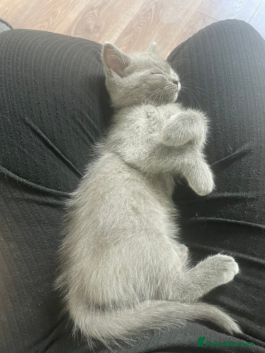 British Shorthair cats for sale: BTS x Ragdoll - Image 24