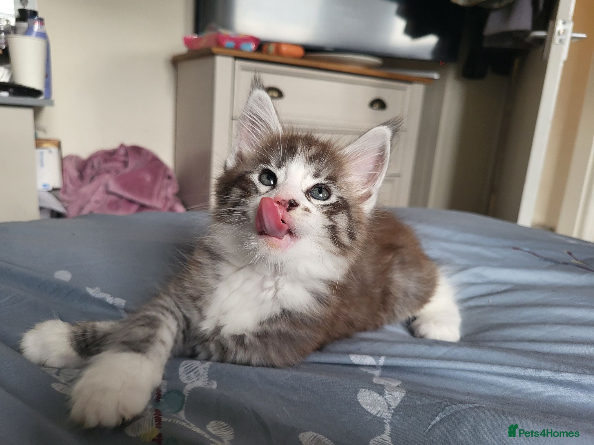 Maine Coon cats Reduced! 1 boy MaineCoon LEFT! - Advert 12