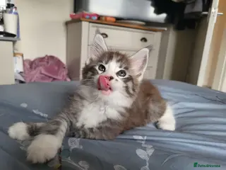 Maine Coon cats Reduced! 1 boy MaineCoon LEFT! - Advert 10