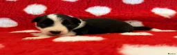 Border Collie dogs for sale: Beautiful Border Collie pups.  - Advert 9