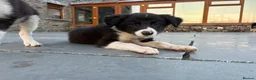 Border Collie dogs for sale: Beautiful Welsh Border Collie Puppies in Brecon - Advert 18