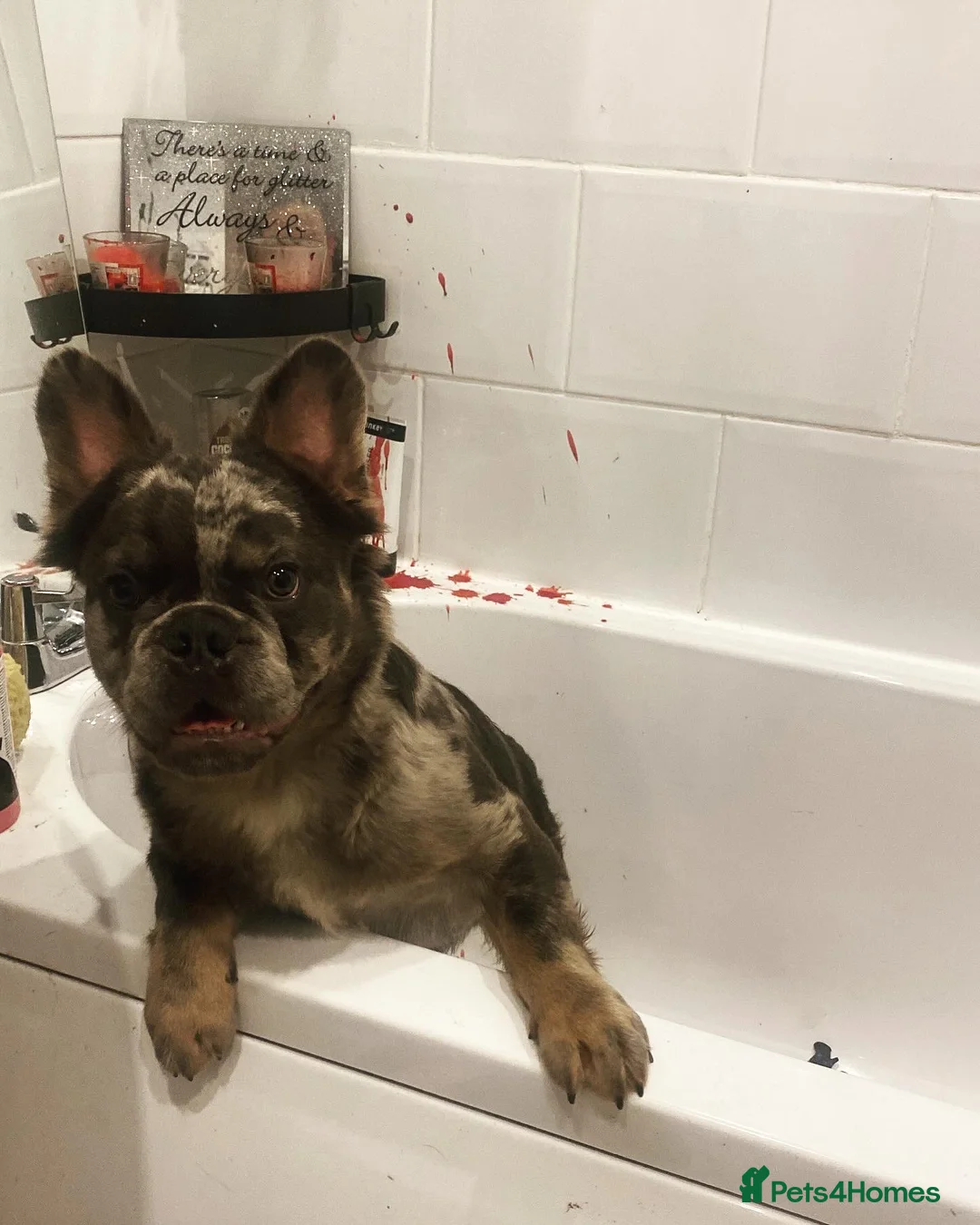 French Bulldog dogs for sale: Fluffy frenchie - Advert 3