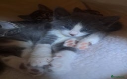 Mixed Breed cats for sale: 2 BEAUTIFUL BOY KITTENS AVAILABLE  - Image 15