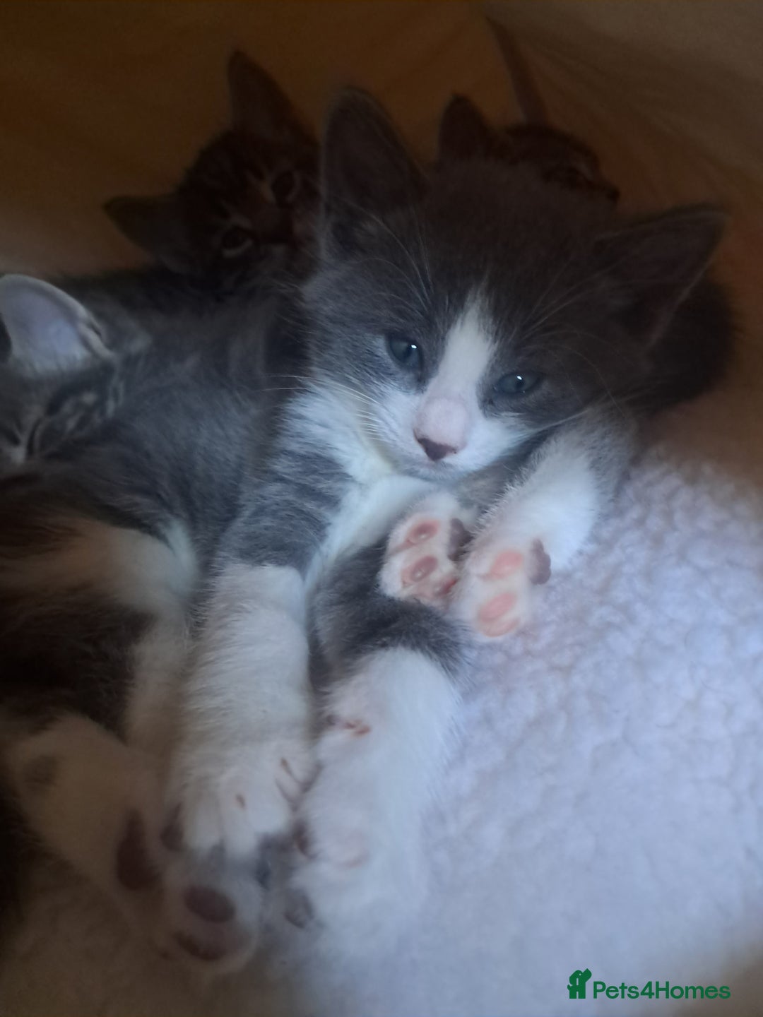 Mixed Breed cats for sale: 2 BEAUTIFUL BOY KITTENS AVAILABLE  - Image 15