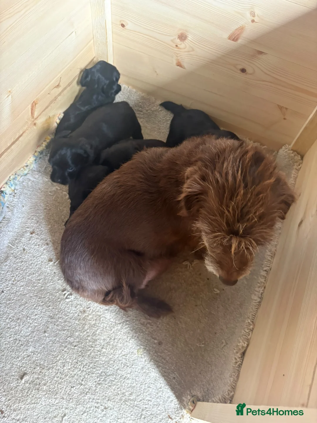 Yorkshire Terrier dogs for sale: Yorkshire terrier puppies - Advert 12