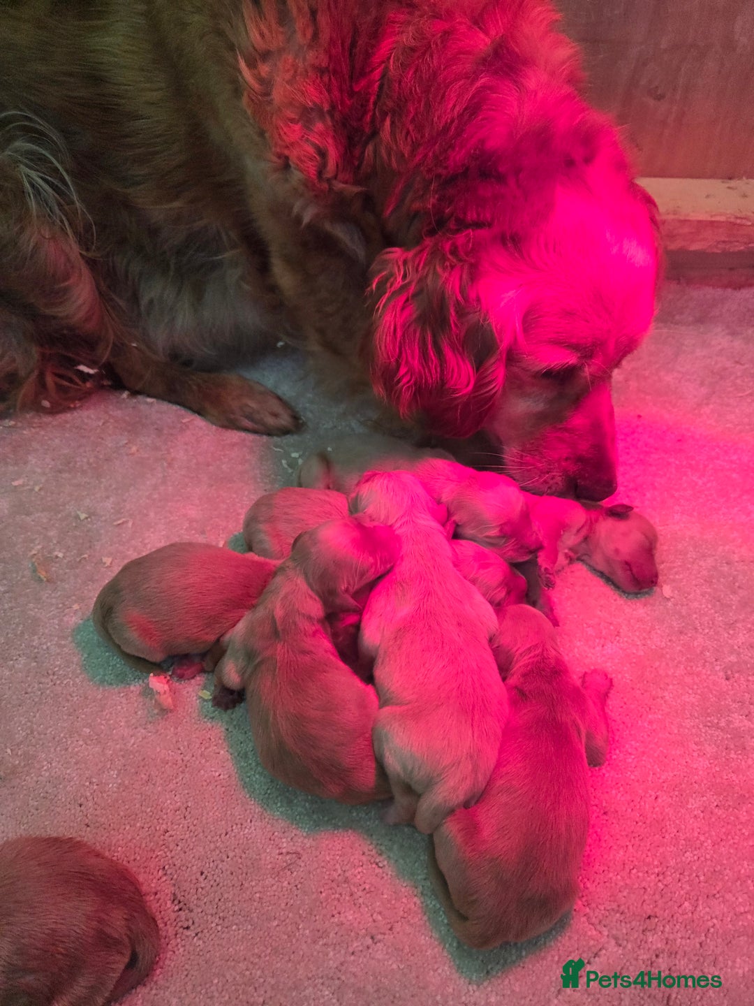 Golden Retriever dogs for sale: 🧡 dark red working Golden Retriever puppies 🧡 - Image 15