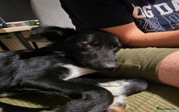 Mixed Breed dogs for adoption: Zorro for adoption - Image 9