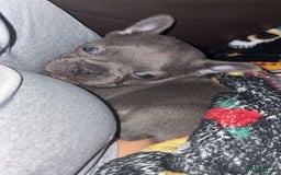 French Bulldog dogs for sale: French bulldog puppies  - Image 6