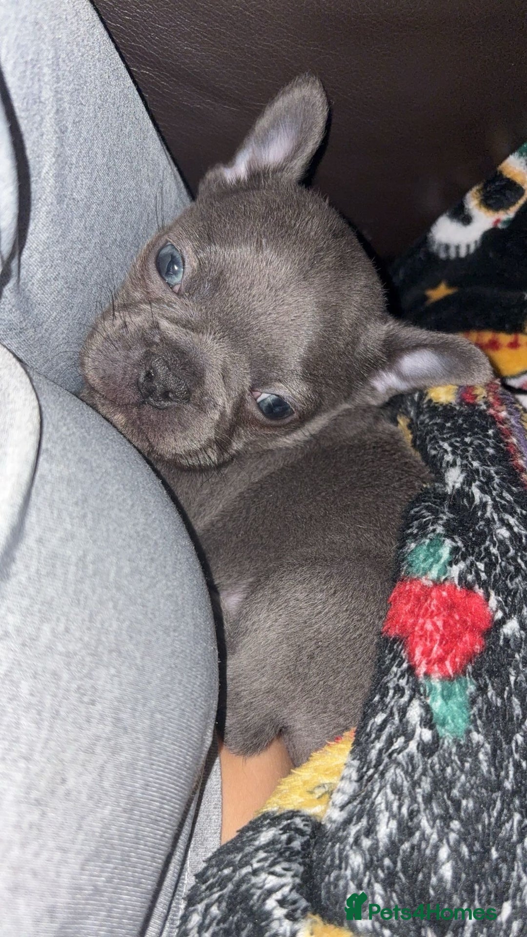 French Bulldog dogs for sale: French bulldog puppies  - Image 6