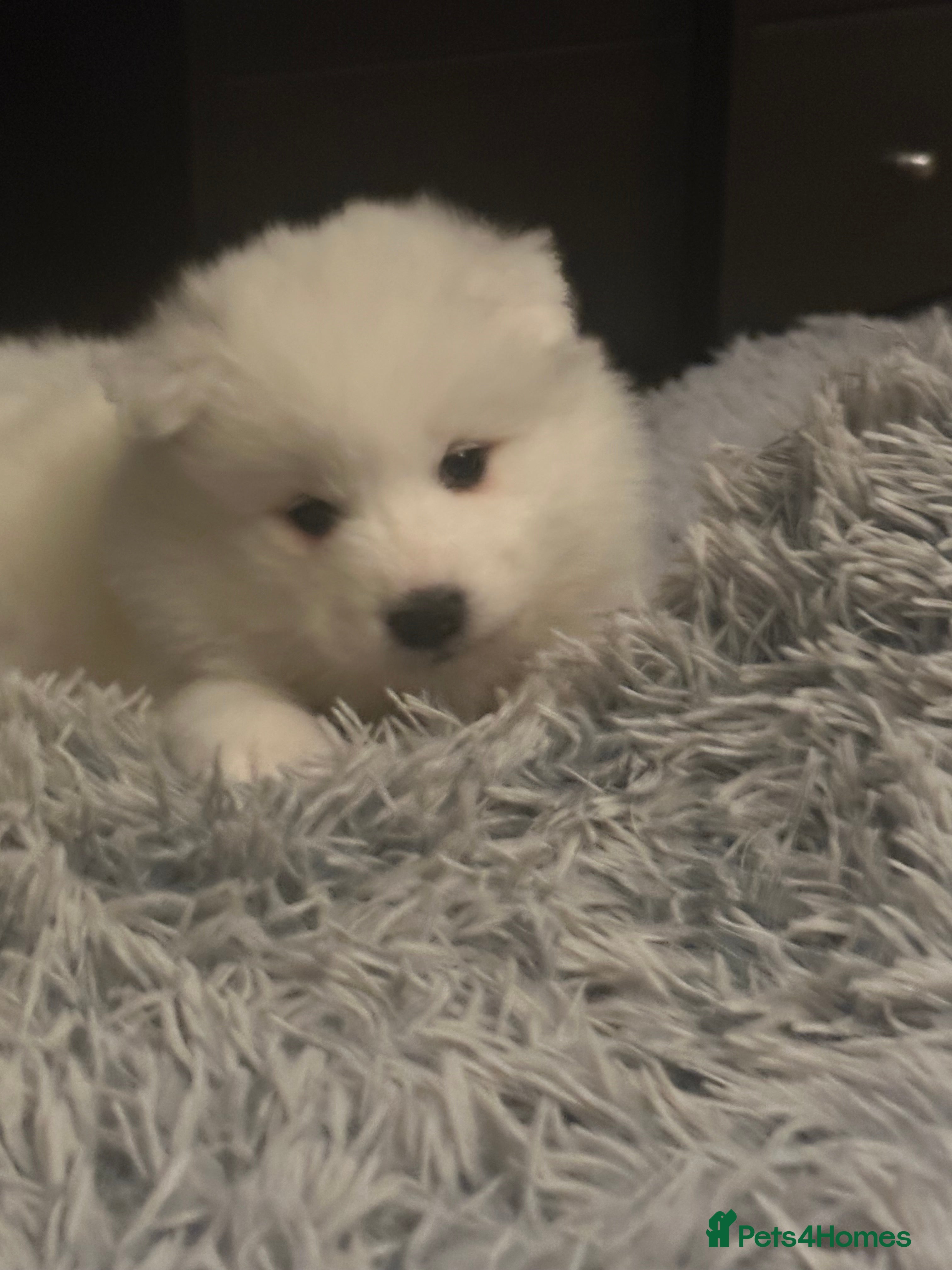 Samoyed dogs Adorable 6 Samoyed Puppies Waiting Forever Homes - Advert 2
