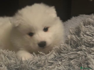 Samoyed dogs Adorable 6 Samoyed Puppies Waiting Forever Homes - Advert 2