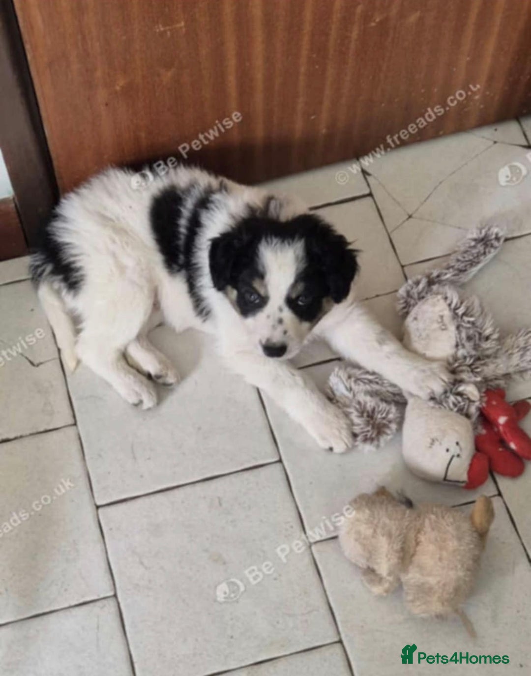 Border Collie dogs for sale: Beautiful border collie - Advert 3