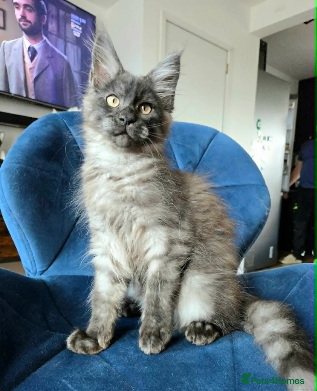 Maine Coon cats for sale: Maine Coon kittens, 2 girls , 1 boy  - Advert 2