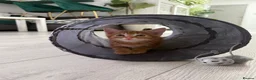 Turkish Angora cats for sale: 3 Adorable Kittens - Advert 7