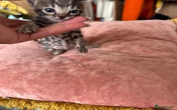 Bengal cats for sale: 4 pure bangal and 5 bengal x kittens - Image 3